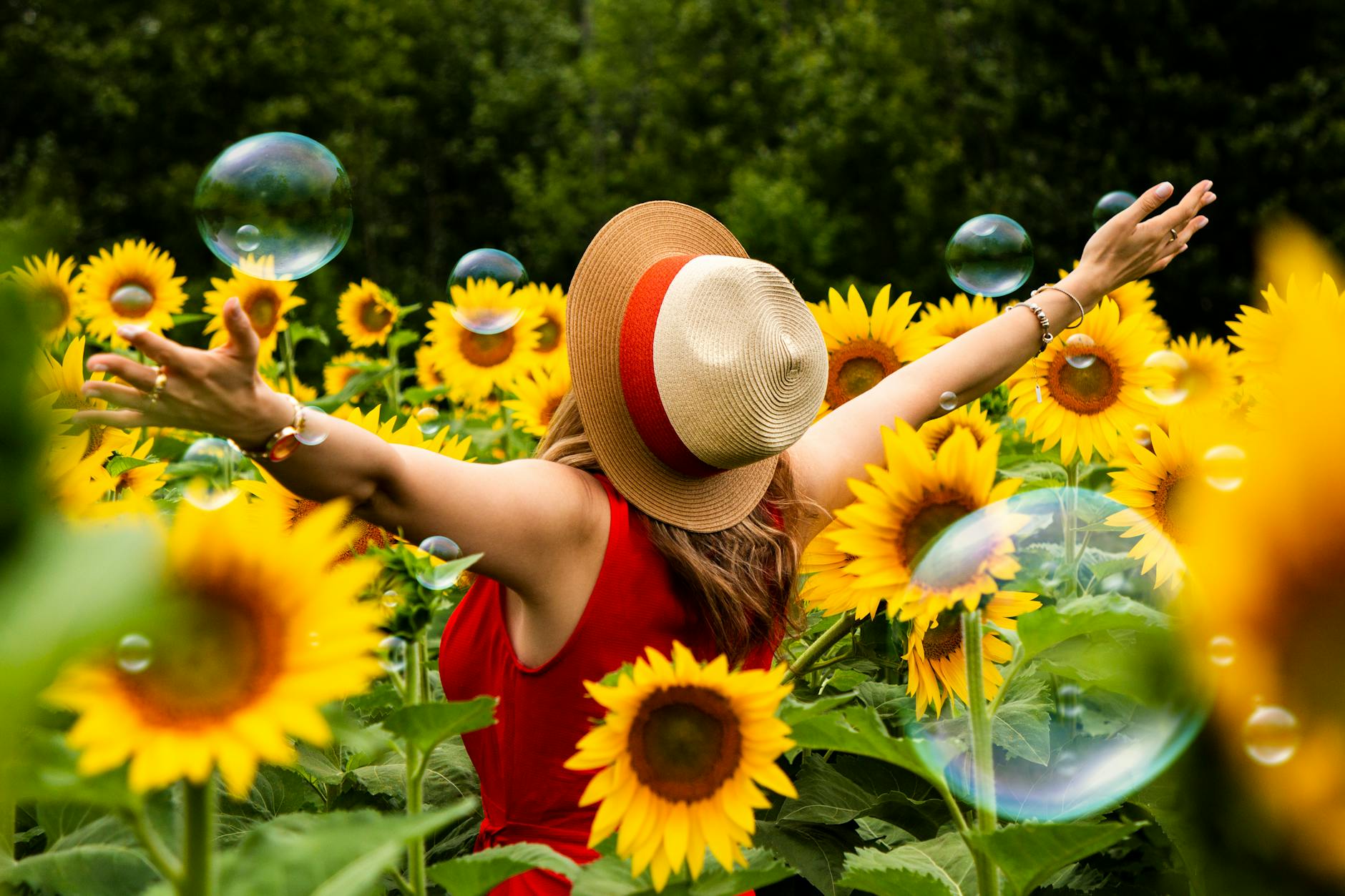 すっきりしたイメージ画像woman wearing straw hat standing in bed of sunflowers