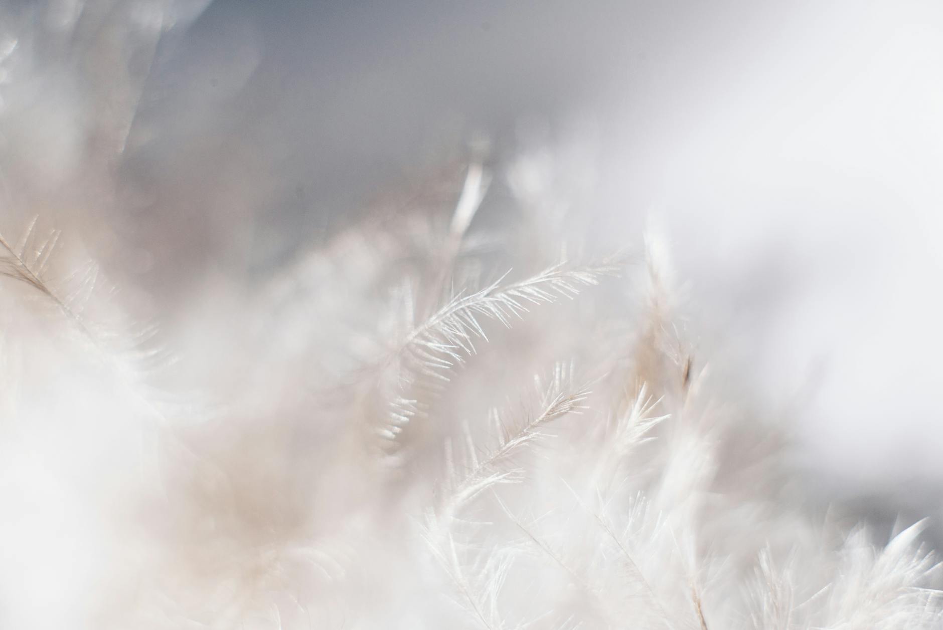 white grass field